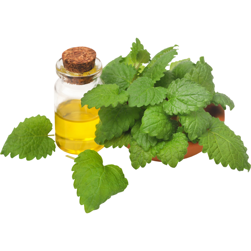 Green tea extract