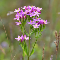 Centaury Extract